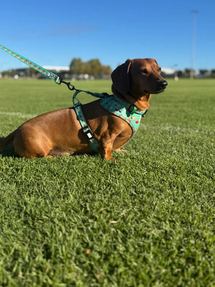 Sausage Dog dachshund-specific Weiner Dog harness Lazy Doxie Co - Saucy Snags - Image 4
