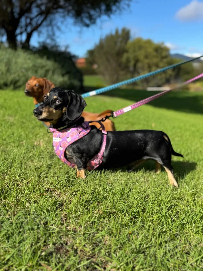 Sausage Dog dachshund-specific Weiner Dog harness Lazy Doxie Co - Dachuccino - Image 4